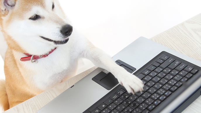 パソコンで仕事中の柴犬