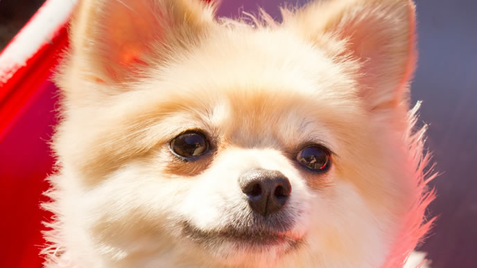 にやけた表情のポメラニアン