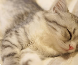 寝るのが大好きなねこ