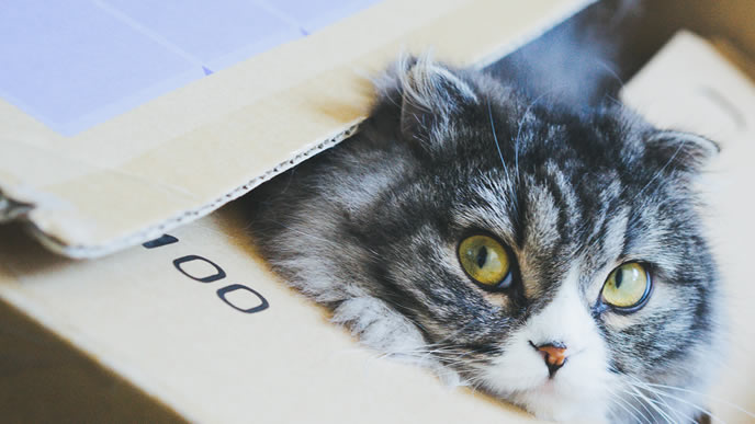 ダンボールから顔を出す宅配されたねこ