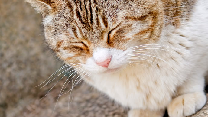 休養中のねこ