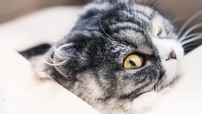 ダンボールで運ばれてくる猫