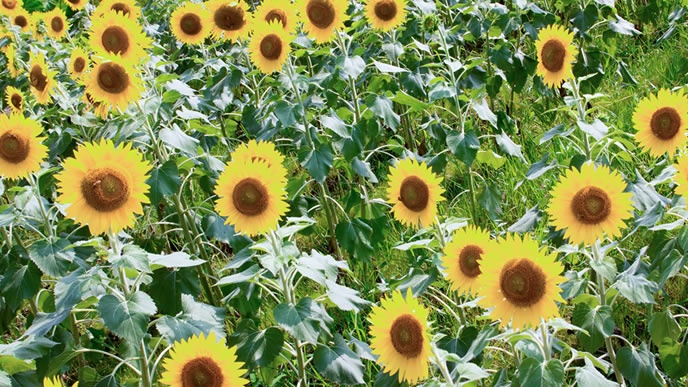 夏の太陽を浴びるひまわり