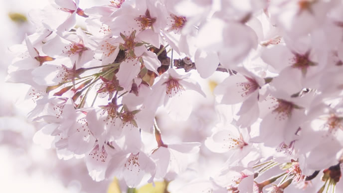 春に咲く満開の桜
