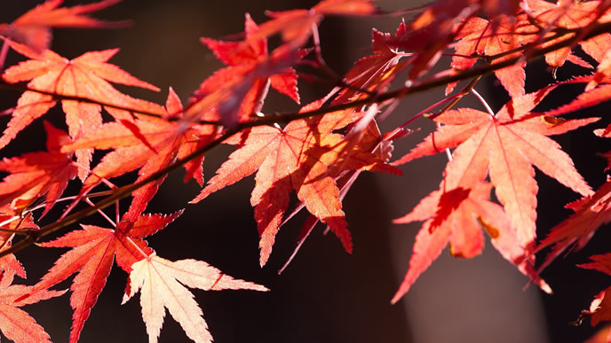 秋本番で紅葉するモミジ