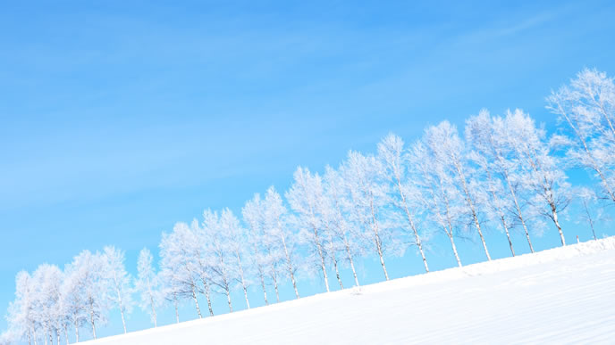 冬の大雪原と雪に覆われた木