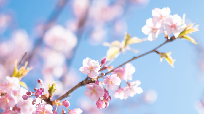 春になり満開になった桜