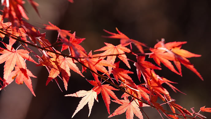 秋の風物詩の真っ赤なモミジ