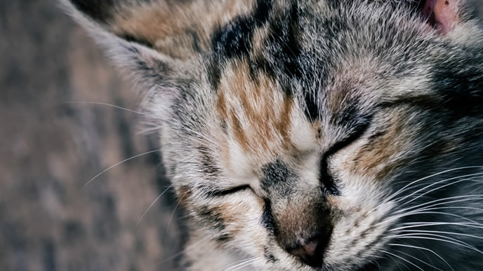 疲れて一息つく猫