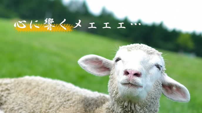 名言に感動する羊