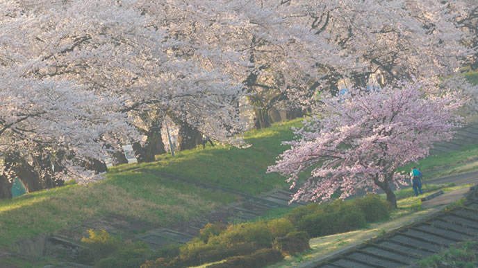 桜が満開になる時期