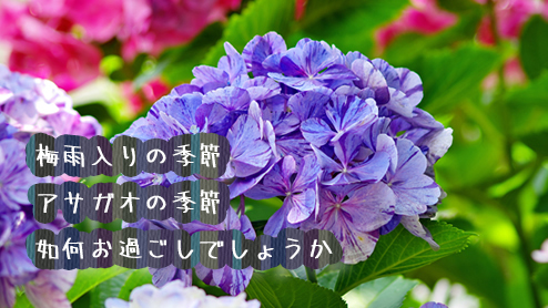 ６月の時候の挨拶上旬中旬下旬のビジネスでも使える文例集 退職assist