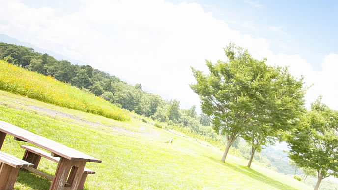 初夏の公園の風景