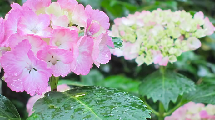 雨にぬれたアサガオ