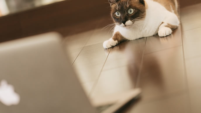 自分の仕事を見直すやる気のある猫