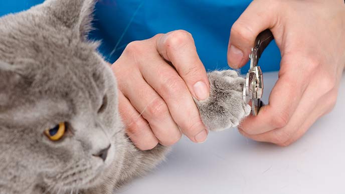 猫の爪を切るトリマー