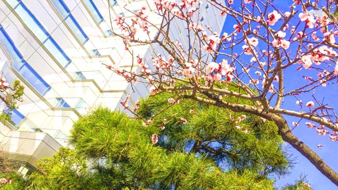 梅の花が咲くオフィスビル