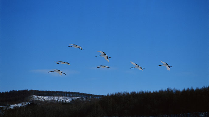 鳥の群れ
