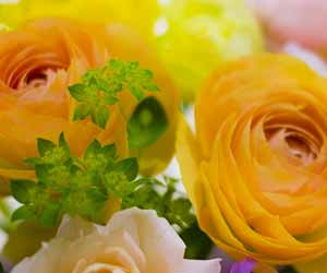 黄色とオレンジの花