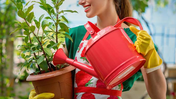 植木に水をやっているエプロン姿の女性