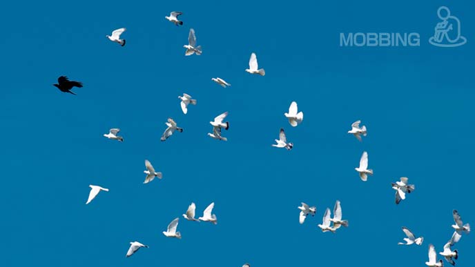 一羽のカラスを追い回す鳩の群れ